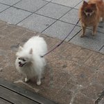 방금 분당 <b>서현</b>에서 너무귀여운 강아지 두마리봤다