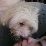 <b>노견</b> 수술 고민글 올렸던 사람입니다~!