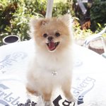 [크림일기] 티아라 왕관 쓴 개여신 포메라니안 크림이~