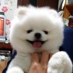 [강아지사랑] [포메]. 흰자 .사람만 머리빨이 아니다 개도 털빨이다...