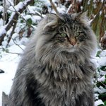 안아보고 싶은 <b>거구</b> 고양이들