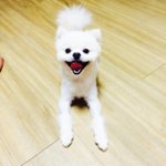 [강아지사랑] [포메라니안] <b>박살</b>전문 구딸랑이 소개좀 할게요-_-