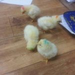근데 나 학교앞에서 파는 병아리