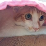 [고양이] 나의 동거남 <b>도칠</b>이