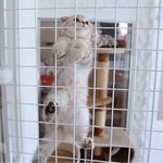 못말리는 탈출냥이