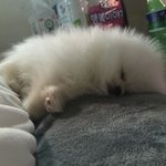 [포메]. 흰자 . 넌 잘때가 제이~~일 ,....이상해 <b>vol</b>...