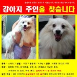 ＠＠숭실대입구 스피츠 남아 강아지 주인 찾습니다~!!!!＠＠