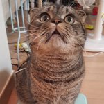 꼬마와달구