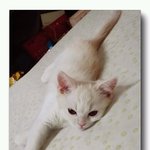 [미뇽] 똥꼬발랄 개구쟁이 미뇽
