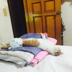 우리집 고양이 성격 개못됫음