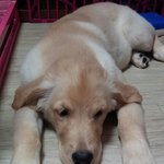 [사랑해마음] 골든리트리버 개마음 성장기7탄