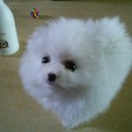 [강아지사랑] 토끼 귀를 닮은 <b>포메</b> 코코