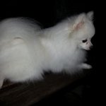 [강아지사랑] 토끼 귀를  닮은 <b>포메</b> 코코(2)