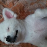 [강아지사랑] 극과극을 달리는 강아지의모습 (반전주의)
