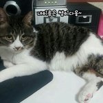 [함안길천사] 고된 삶의 끝이.. 보호소가 아니길..