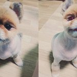 강아지가 실명했어요.