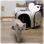 [미뇽] 미뇽이의 일기2