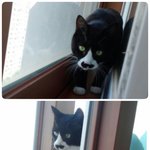올<b>때</b>는 주인과 함께였는데 <b>저</b>만 혼자 남겨둔채 주인은 가버렸습니다...