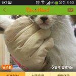 주인잃고..엄마잃고..길에서 구조된 작고 여린 아기냥이들이 살아서...