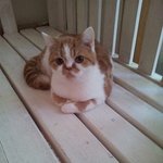 [짜장] 0.5살 스코티쉬폴드 새식구 짜장이