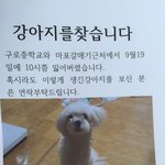 도와주세요 구로구 구로동 말티즈 강아지 찾습니다