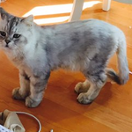 [고양이] [고양이/도와주세요 ]대강이를 찾습니다.