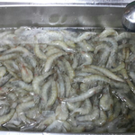 [내가한요리] 34세 독거남의 간장새우장+<b>설문</b>