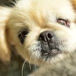 [유기견] [해피빈] 한쪽 세상을 잃어버린 <b>순진</b>이의 세상에 희망을...