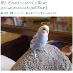 <b>저승</b>사자 꿈 해몽해주세요