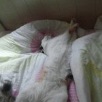 [리얼<b>멜리</b>] 얘 왜이러고 자는거죠