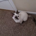 성묘 샴고양이 <b>눈꽃</b>이와 새식구 구름이