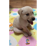 [<b>라엘</b>이일상] 리트리버 <b>라엘이</b>의 육아일기 2