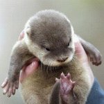 [EXO] 새끼<b>수달</b>