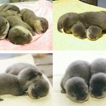 [EXO] <b>보송</b>이들