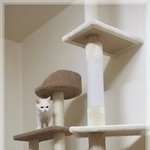 [미뇽] 동물병원스타K  미뇽