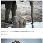 멋진 <b>동물사진</b> jpg