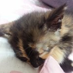 아기고양이,,잘 살아있습니다