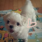 맨날 <b>혓바닥</b> 내놓고 귀척하는 말티 둥222 : )