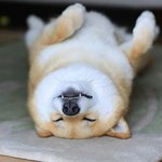 [동성] (동성)<b>철부지</b>