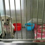 [함안길천사] 종이봉투에 담겨 보호소에 왔었던 <b>라온</b>이가 많이 아픕니다.