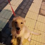 [사랑해마음] 골든리트리버 개마음 성장기 8탄!