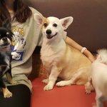 <b>웰시</b>코기 멀티 5탄 멀티 여행기 