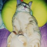 [고양이] 팔자늘어지게?자는 <b>슈슈</b>