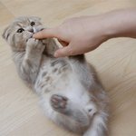 [수리<b>노을</b>] 손가락이 좋다냥