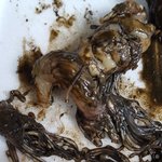 오징어에 고래<b>회충</b> 이거 다들 알고 드시는지??