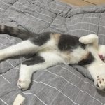 [짜장] 0.5살 스코티쉬폴드 짜장이의 <b>추석</b>맞이