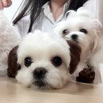 [말티즈] 나만 알고있긴 너무 아쉬운 말티즈계 미견 뿌 뽀를 소개시켜드려요~...