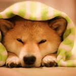 [동성] (동성)<b>철부지</b> 3