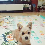 강아지를 찾습니다 강아지 데려가<b>신분</b>을 찾습니다 (평택시 포승읍)
