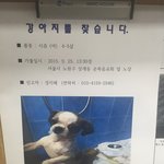 노원구 시츄아이를 찾습니다..한번씩만 봐주세요ㅠㅠ